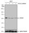 Autophagy Related 12 antibody, MA5-27801, Invitrogen Antibodies, Western Blot image 