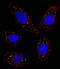 MER Proto-Oncogene, Tyrosine Kinase antibody, LS-C97474, Lifespan Biosciences, Immunofluorescence image 