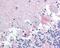 BCL2 Associated Agonist Of Cell Death antibody, 48-504, ProSci, Immunohistochemistry frozen image 