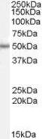 Paired Box 6 antibody, GTX89029, GeneTex, Western Blot image 