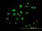 Zinc Finger Protein 136 antibody, MA5-20271, Invitrogen Antibodies, Immunofluorescence image 