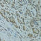 GA Binding Protein Transcription Factor Subunit Alpha antibody, 23-570, ProSci, Immunohistochemistry paraffin image 