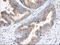 Tetratricopeptide Repeat Domain 32 antibody, LS-C115338, Lifespan Biosciences, Immunohistochemistry frozen image 