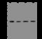 Charged Multivesicular Body Protein 4A antibody, 204868-T44, Sino Biological, Western Blot image 