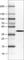 N-Terminal EF-Hand Calcium Binding Protein 1 antibody, AMAb90800, Atlas Antibodies, Western Blot image 