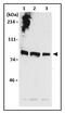 Minichromosome Maintenance Complex Component 7 antibody, GTX00894, GeneTex, Western Blot image 
