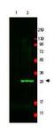 HAUS Augmin Like Complex Subunit 8 antibody, orb345694, Biorbyt, Western Blot image 