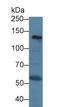 Collagen Type I Alpha 1 Chain antibody, abx132015, Abbexa, Western Blot image 