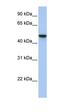 Adipocyte Plasma Membrane Associated Protein antibody, orb325482, Biorbyt, Western Blot image 