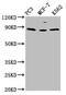 Tripartite Motif Containing 28 antibody, CSB-PA05254A0Rb, Cusabio, Western Blot image 