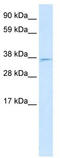 MAX Interactor 1, Dimerization Protein antibody, TA329266, Origene, Western Blot image 
