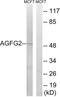 ArfGAP With FG Repeats 2 antibody, LS-C120039, Lifespan Biosciences, Western Blot image 