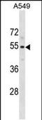 Pseudouridine Synthase 10 antibody, PA5-49267, Invitrogen Antibodies, Western Blot image 
