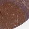 Proteasome 26S Subunit, Non-ATPase 9 antibody, NBP2-47560, Novus Biologicals, Immunohistochemistry frozen image 