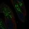 Mal, T Cell Differentiation Protein antibody, HPA065691, Atlas Antibodies, Immunofluorescence image 
