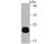 P53 Apoptosis Effector Related To PMP22 antibody, A03926-1, Boster Biological Technology, Western Blot image 