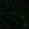 Adenosine A1 Receptor antibody, NB300-549, Novus Biologicals, Immunofluorescence image 