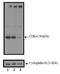 Cyclin Dependent Kinase 4 antibody, AHZ0202, Invitrogen Antibodies, Western Blot image 