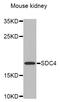 Syndecan 4 antibody, MBS127445, MyBioSource, Western Blot image 