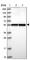 Glutamate Rich WD Repeat Containing 1 antibody, HPA042643, Atlas Antibodies, Western Blot image 