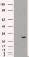 Fumarylacetoacetate Hydrolase Domain Containing 2A antibody, LS-C115002, Lifespan Biosciences, Western Blot image 