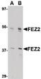 Fasciculation and elongation protein zeta-2 antibody, PA5-20459, Invitrogen Antibodies, Western Blot image 