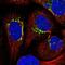 GDNF Family Receptor Alpha 1 antibody, NBP2-14045, Novus Biologicals, Immunofluorescence image 