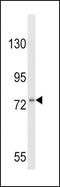 GCSFR antibody, PA5-26083, Invitrogen Antibodies, Western Blot image 