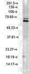 Heat Shock Protein Family A (Hsp70) Member 1A antibody, orb67352, Biorbyt, Western Blot image 