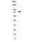 Glutamate Ionotropic Receptor AMPA Type Subunit 1 antibody, R30664, NSJ Bioreagents, Western Blot image 