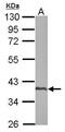 Spermatogenesis-associated protein 4 antibody, GTX123559, GeneTex, Western Blot image 