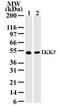 Inhibitor Of Nuclear Factor Kappa B Kinase Regulatory Subunit Gamma antibody, MA1-41046, Invitrogen Antibodies, Western Blot image 