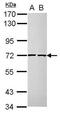 Cell Division Cycle 25A antibody, PA5-77902, Invitrogen Antibodies, Western Blot image 