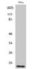 Cyclin Dependent Kinase 2 Associated Protein 1 antibody, A09467-1, Boster Biological Technology, Western Blot image 