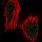 Zinc Finger And BTB Domain Containing 7B antibody, NBP1-88078, Novus Biologicals, Immunofluorescence image 
