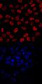 Eomesodermin antibody, AF6166, R&D Systems, Immunofluorescence image 