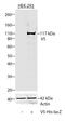 V5 epitope tag antibody, R961-25, Invitrogen Antibodies, Western Blot image 