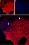 Gamma-Aminobutyric Acid Type A Receptor Theta Subunit antibody, PA5-77411, Invitrogen Antibodies, Immunohistochemistry paraffin image 