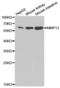 Matrix Metallopeptidase 13 antibody, abx001350, Abbexa, Western Blot image 