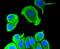 Keratin 18 antibody, NBP2-67468, Novus Biologicals, Immunocytochemistry image 