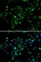 RB Binding Protein 6, Ubiquitin Ligase antibody, orb373507, Biorbyt, Immunofluorescence image 