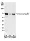 Taxilin Gamma antibody, A304-042A, Bethyl Labs, Western Blot image 
