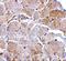 MAPK Associated Protein 1 antibody, A04068-1, Boster Biological Technology, Immunohistochemistry frozen image 