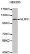NLR Family Member X1 antibody, abx003793, Abbexa, Western Blot image 