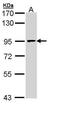 Minichromosome Maintenance Complex Component 7 antibody, PA5-22104, Invitrogen Antibodies, Western Blot image 