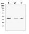 Galectin 8 antibody, PB9659, Boster Biological Technology, Western Blot image 