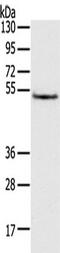 Tripartite motif-containing protein 14 antibody, TA350505, Origene, Western Blot image 