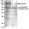 Solute Carrier Family 26 Member 6 antibody, EB09929, Everest Biotech, Western Blot image 