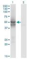 IDH antibody, ab55271, Abcam, Western Blot image 