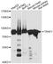 Putative endoplasmin-like protein antibody, A4378, ABclonal Technology, Western Blot image 